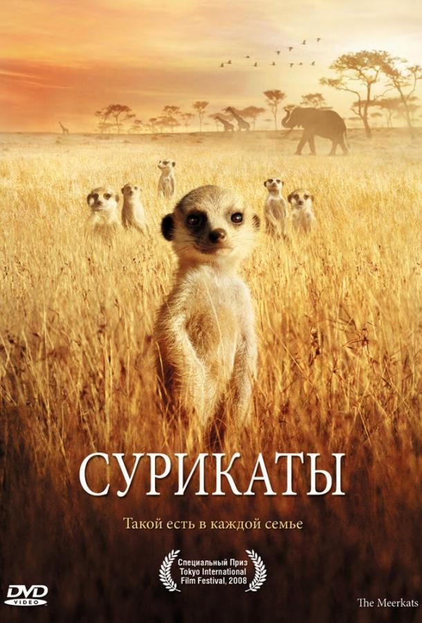 Сурікати